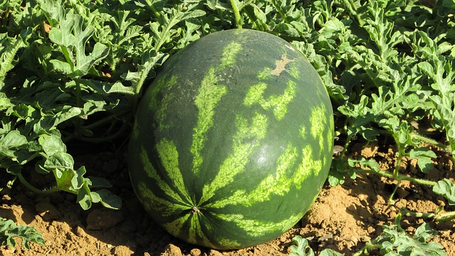 Vannmelon på bakken