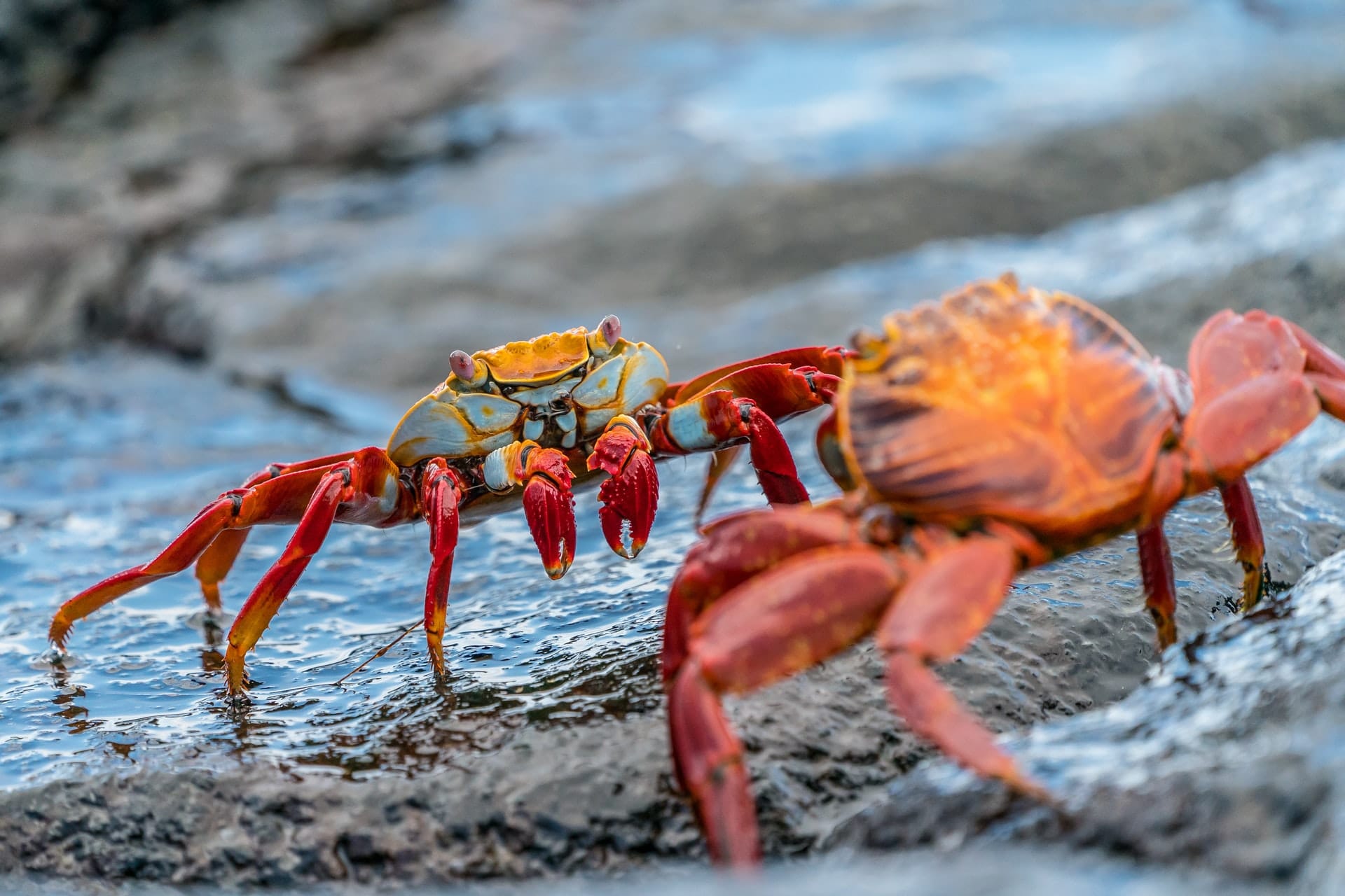 Slik Koker Du Perfekte Krabber HusGlede no