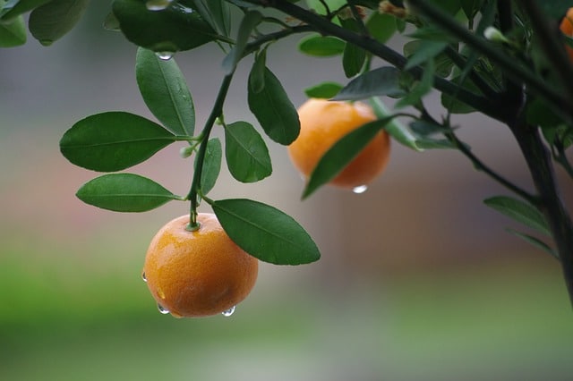 appelsin