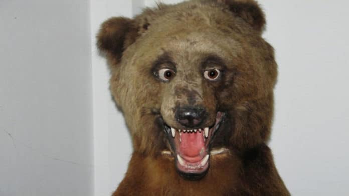 bjørn hovedbilde