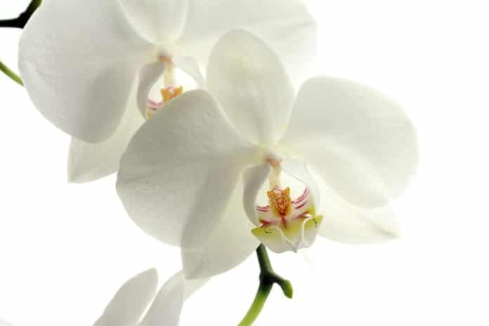 Orkidé hovedbilde 2