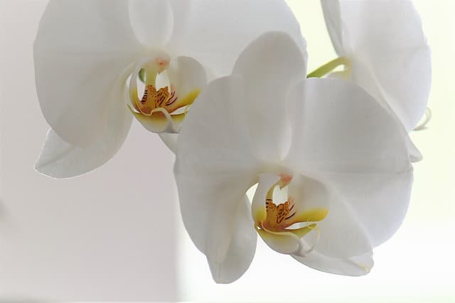 orkidé 3