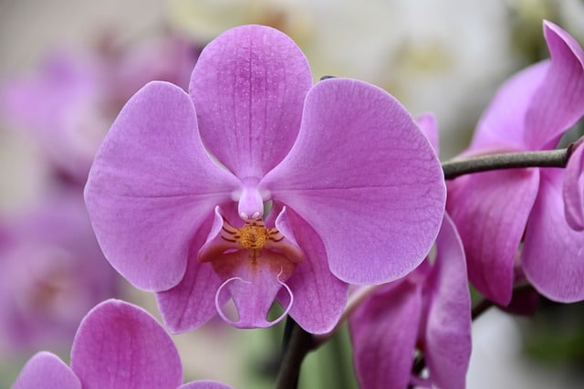 orkidé 4