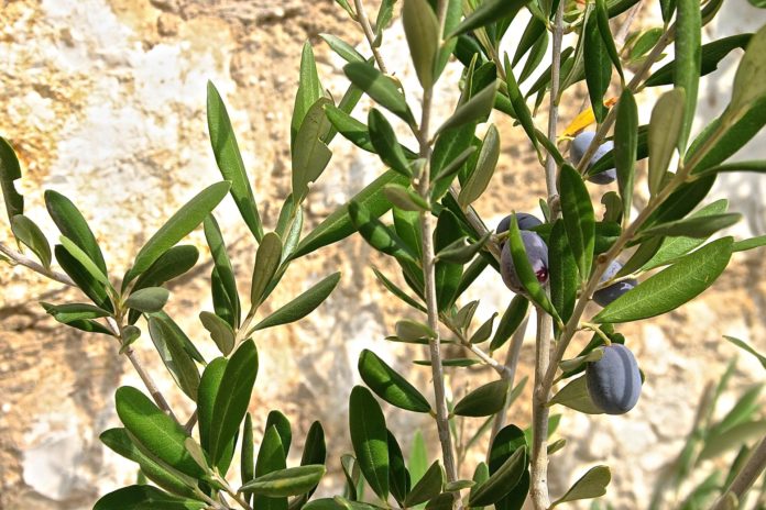 Oliven tre kvist