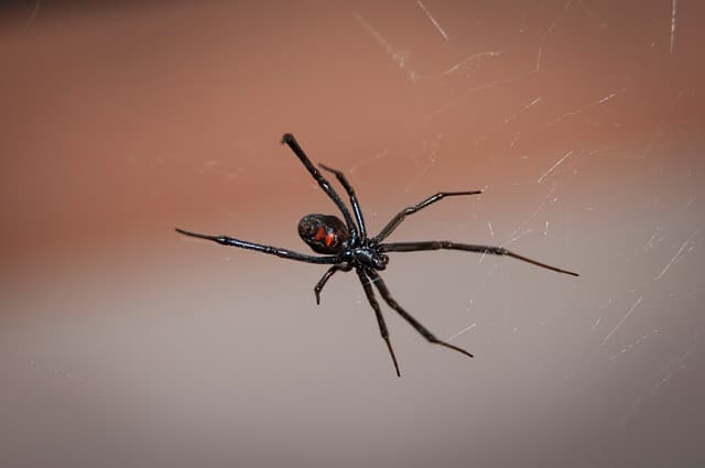 edderkopp sort enke