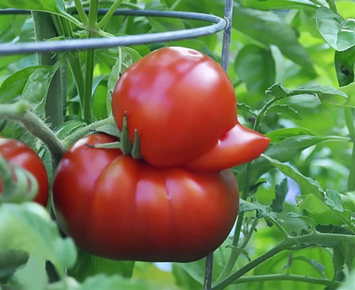tomat hovedbilde