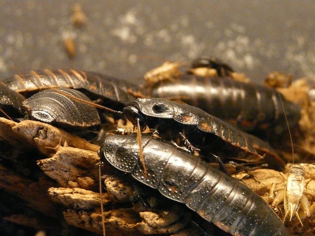 kakkerlakk 2