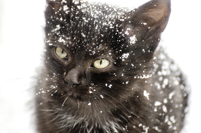 Katt vinter