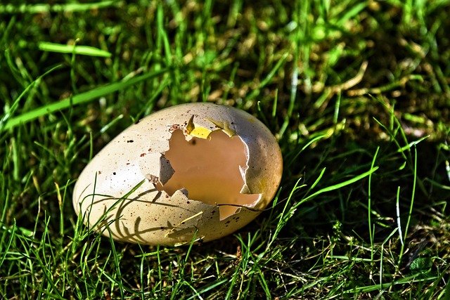 orme egg