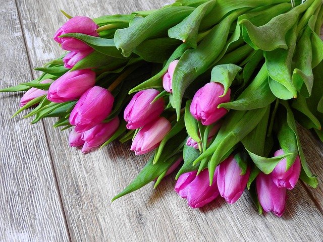 tulipaner stilk