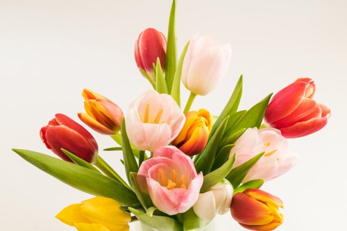 tulipnaer hovedbilde