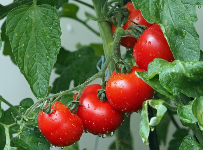 tomatplante hovedbilde